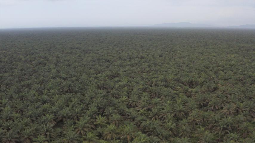 palm oil trees stretching into the distance 