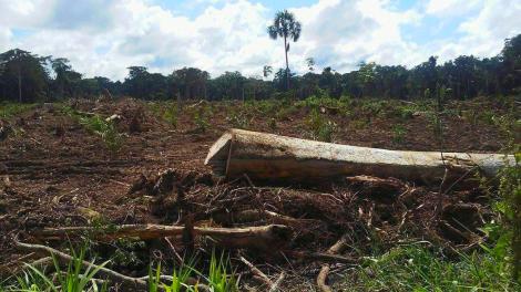 Deforestación por aceite de palma en Santa Clara de Uchunya. Crédito - Ivan Flores