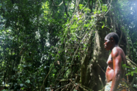 Cameroon's Baka people and the art of listening for honey bees