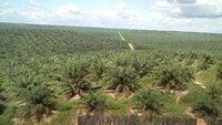 Forest Peoples Programme responds to legal letter from palm oil company Ocho Sur