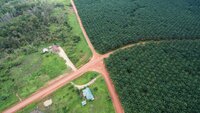 Twenty years of engagement with the Roundtable on Sustainable Palm Oil (RSPO), some reflections on progress