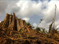 All eyes on the incoming European Commission to step up action to eliminate human rights violations, land grabbing and deforestation from EU supply chains