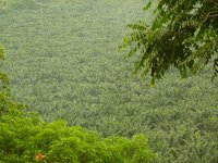 Indigenous and human rights organisations denounce criminalisation of human rights defender by police and the palm oil industry in the Peruvian Amazon