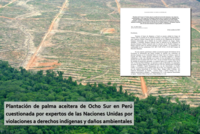 Ocho Sur oil palm plantation in Peru challenged by UN experts for violations of Indigenous rights and environmental damage