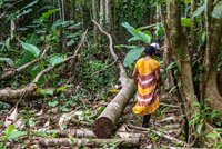 La deforestación atenta contra los derechos humanos de los pueblos de los bosques