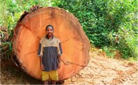 Preventing human rights violations associated with deforestation: why reliance on local laws is not enough