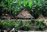 Court of Loreto upholds ruling blocking forestry concessions on the reserves of Indigenous Peoples in Isolation (Spanish only)