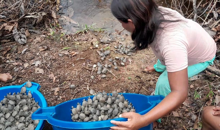 Conserving and recovering natural turtle populations in the Wampís territory, Peru