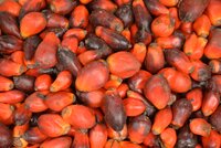 Kajian Dampak Hak Asasi Manusia dari pengembangan sawit di dua kabupaten di Kalimantan Tengah, Indonesia: menghadapi tantangan di Kotawaringin Barat dan Seruyan