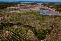Corporate greed over rights: The hidden costs of Merauke’s National Project
