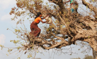 Re-thinking nature-based solutions: seeking transformative change through culture and rights: A briefing for the post-2020 Global Biodiversity Framework