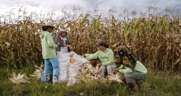 Group of women in front of a corn field