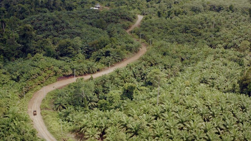 Winding road going through plantation, Indonesia