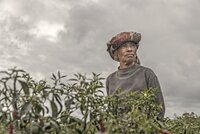 Joint Press Release: Indigenous peoples and civil society organisations file a UN CERD submission on Indonesia's highly controversial Omnibus Law