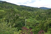 IACHR grants precautionary measures to families of the Kichwa community of Santa Rosillo de Yanayaku