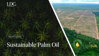 Agribusiness giant Louis Dreyfus Company sourcing palm oil from deforested Indigenous lands in the Peruvian Amazon