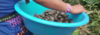 Community Video: Release of Aquatic Turtles in the Kankiam Basin, Morona, territory of Wampis Nation