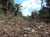 Nota de prensa: Organizaciones indígenas, de derechos humanos y ambientales piden a Louis Dreyfus Company que remedie su papel en la deforestación del Amazonas y las violaciones de derechos humanos relacionadas con el aceite de palma peruano