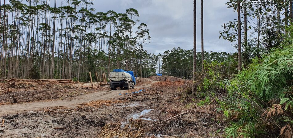 FSC update risks weakening accountability for forest harm