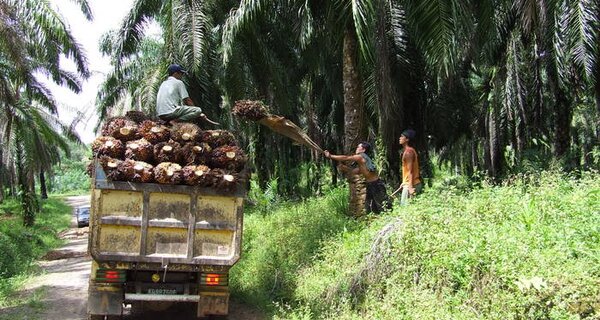 Loading truck with oil palm