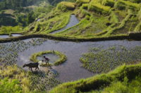 Fundamental and diverse contributions by Indigenous Peoples to the protection and maintenance of biodiversity are undermined by oversimplified statistics