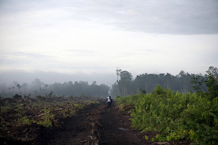 A man walks down a muddy path in an area which has recently been deforested in preparation to expand the Duta Palma palm oil plantation, Riau Province, Indonesia