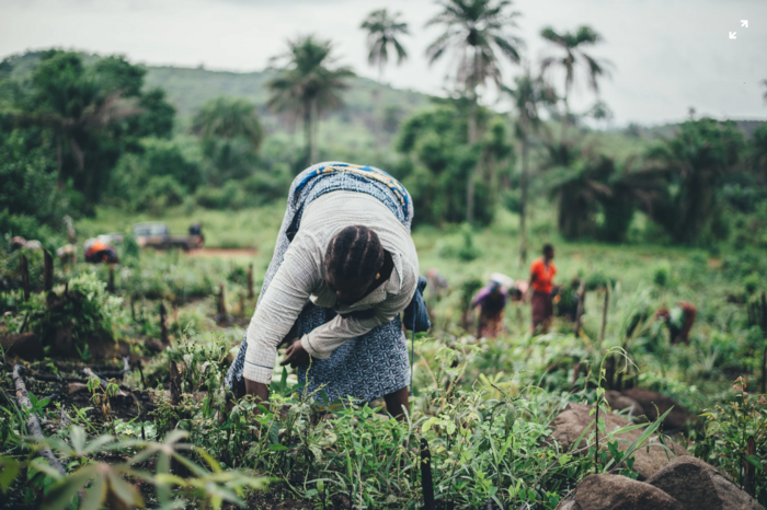 Woman farming in Sierra Leone: Annie Spratt