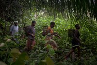 Joining the dots to protect forests, climate and rights: A strategy think-piece