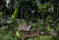 El nuevo reglamento sobre deforestación propuesto por la Comisión Europea - ¿qué significa para los pueblos indígenas y las comunidades de los bosques?