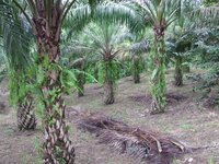 Press Release: Palm oil plantations linked to intimidation and criminalisation of community leaders in West Sumatra