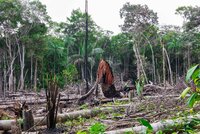 UK efforts to reduce global deforestation undermined by ignoring indigenous peoples’ rights