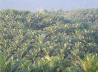 Identifying the Human Rights Impacts of Palm Oil: Guidance for Financial Institutions and Downstream Companies