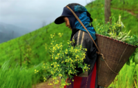 Indigenous Knowledge and Peoples of Asia: new network promotes recognition and respect of indigenous peoples