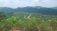Large scale bribery and illegal land-use violations alleged on large parts of Golden Agri Resources palm oil plantations