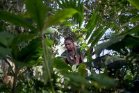 Taking stock: a rapid review and critical analysis of UNFCCC COP26 outcomes and potential implications for indigenous peoples’ rights