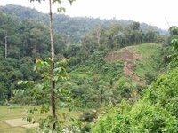 Forest peoples under threat from new Indonesian land law