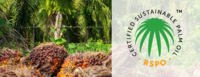 Why the RSPO’s Latest Appeals Decision Puts the Entire RSPO System at Risk