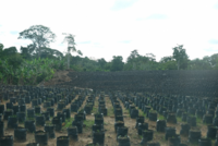 Les communautés autochtones Bagyeli recourent au UNCERD pour protester contre l'arrivée de CamVert sur leurs terres traditionnelles