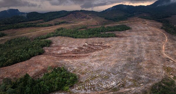 The Forest Stewardship Council's Remedy Framework