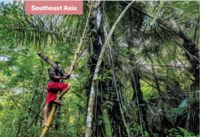 NDCs in Southeast Asia: Are Governments recognizing the rights, roles and contributions of Indigenous Peoples?