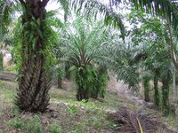 Une action urgente est nécessaire afin de mettre fin à la prise de contrôle sur des terres des peuples autochtones pour des projets de grande envergure en Indonésie