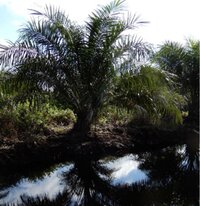 Case study: Preliminary findings from a Review of the Jurisdictional Approach initiative in Seruyan, Central Kalimantan, Indonesia