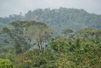 UK approach to legislation on deforestation poses risks to forest peoples’ rights and the forests they call home