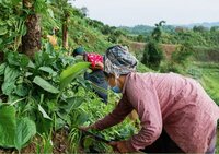 Report: The impact of COVID-19 on indigenous communities - Insights from the Indigenous Navigator