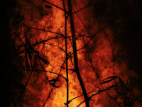 Joint letter to end EU complicity in Amazon fires