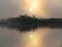 Comienza audiencia en Bogotá para decidir si el Estado colombiano está luchando contra la deforestación en la Amazonía
