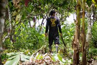 European Union’s impact on forest peoples’ rights: what is to be expected of the due diligence legislations?