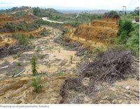 Blog: Unambitious and uninspiring - the European Commission’s proposal for stepping-up action on global deforestation