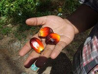 Press release: Report shows widespread human rights violations in Wilmar’s palm oil operations in West Sumatra