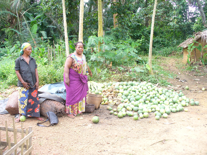 Après avoir expérimenté «mucuna utilis», fertilisant biologique, 2 femmes du village Iyembe Monene exposent leurs courges